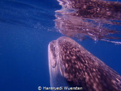 Whalshark Reflexion by Hansruedi Wuersten 